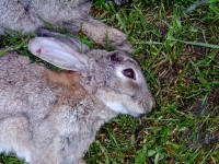 Closeup of headshot (24/10/04)