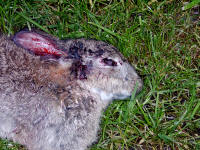 Closeup of headshot (24/10/04)