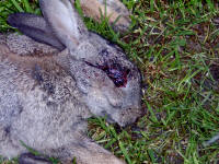 Closeup of headshot (24/10/04)