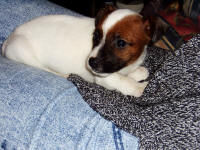 Digger (aged 7wks)