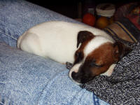 Digger (aged 7wks)