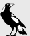 Magpie