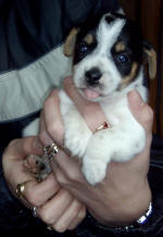 Midge (aged 5wks)